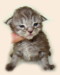      Catsvill County