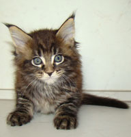      Catsvill County