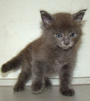      Catsvill County