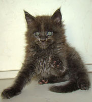      Catsvill County