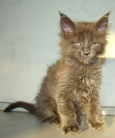      Catsvill County