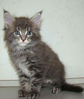      Catsvill County