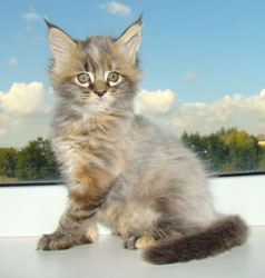      Catsvill County