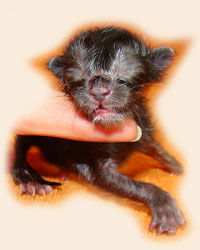      Catsvill County