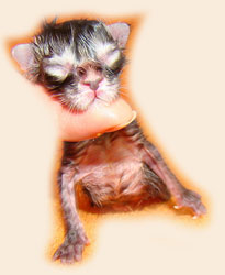      Catsvill County