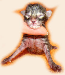      Catsvill County
