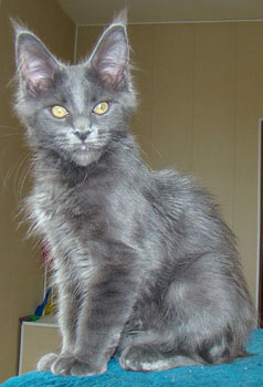      Catsvill County