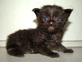      Catsvill County