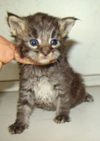      Catsvill County