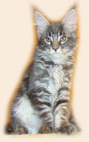      Catsvill County