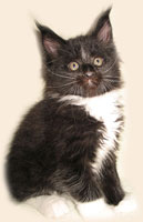      Catsvill County