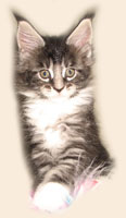      Catsvill County