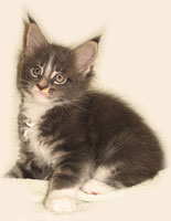      Catsvill County