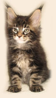      Catsvill County