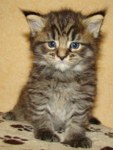      Catsvill County