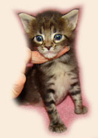      Catsvill County