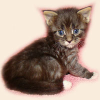      Catsvill County