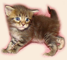      Catsvill County