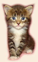      Catsvill County