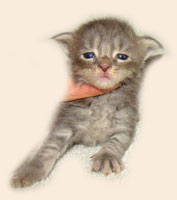      Catsvill County