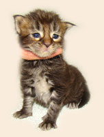      Catsvill County