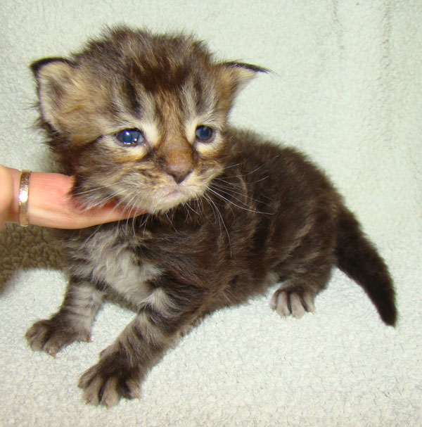     Catsvill County