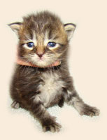      Catsvill County