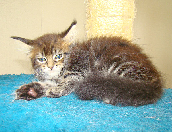  - Catsvill County,    ,   ,   ,   ,    ,   ,   ,  ,  ,   ,   ,   ,   ,   ,   ,  -,  -,  ,kittens maine coon, maine coon cattery, cats, cat,breed, kittens,     ,   ,    