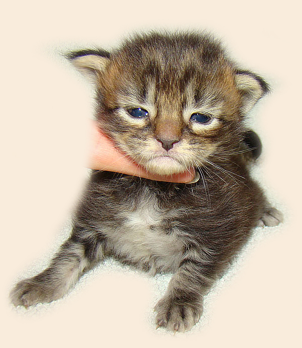     Catsvill County