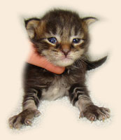      Catsvill County