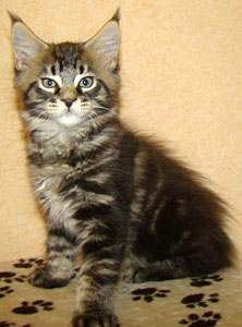      Catsvill County