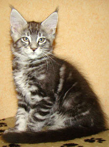      Catsvill County