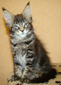      Catsvill County