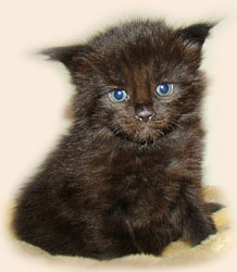      Catsvill County