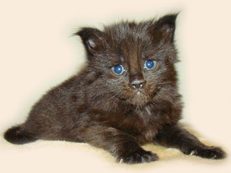      Catsvill County