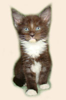      Catsvill County