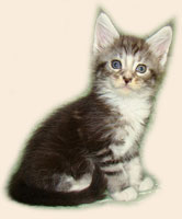      Catsvill County