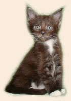      Catsvill County