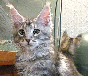      Catsvill County