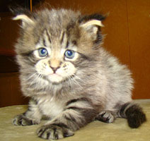      Catsvill County
