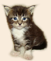      Catsvill County