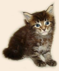      Catsvill County
