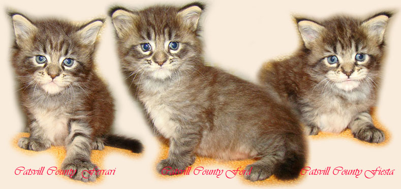     Catsvill County