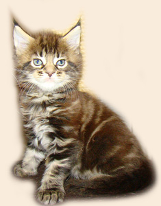      Catsvill County