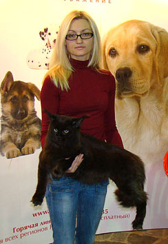      Pillowtalk,s Genesis -   ,   Catsvill County