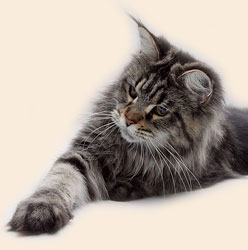 кошка мейн кун Belocoon Silvana - окрас черный мрамор, собственность питомника Catsvill County
