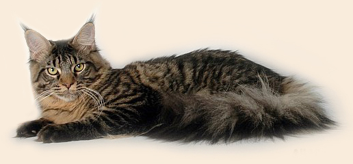 кот мейн кун Timaracoon,s Las-Vegas - окрас черный тигр, собственность питомника Catsvill County